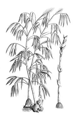 Bambusa vulgaris Common Bamboo